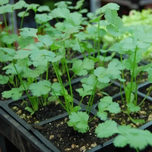Coriander 2